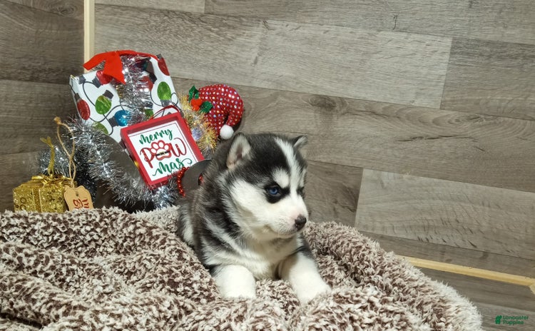 Siberian Husky dogs for sale - Ad 1