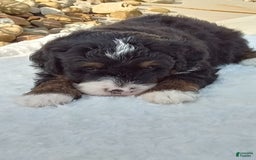 Mini Bernedoodle dogs for sale: Rambo - Image 37