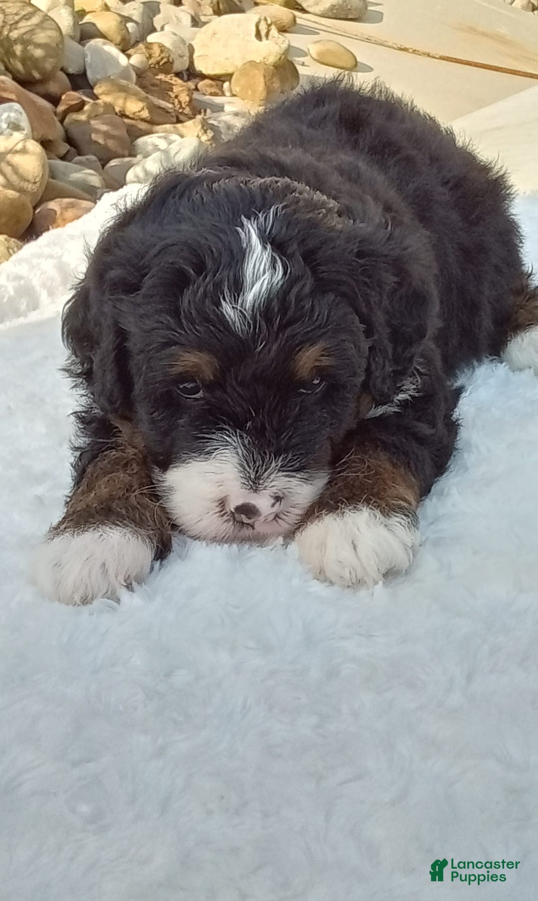 Mini Bernedoodle dogs for sale: Rambo - Image 37