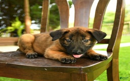 Belgian Malinois dogs for sale: August - Image 3