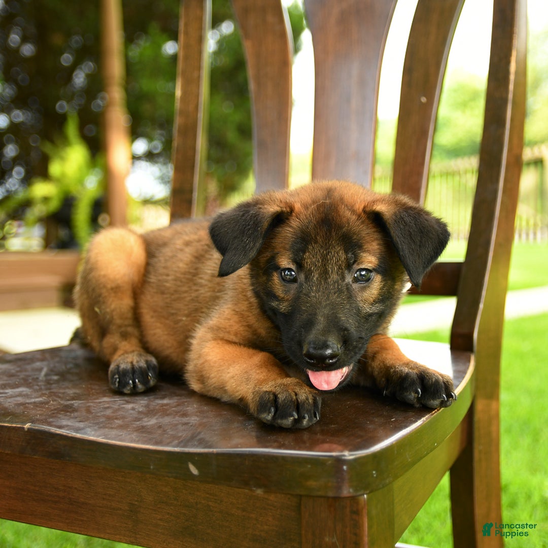 Belgian Malinois dogs for sale: August - Image 3