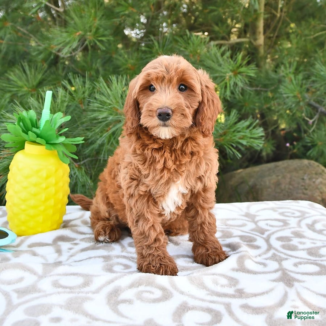 Mini Goldendoodle dogs for sale: Daisy - Image 6