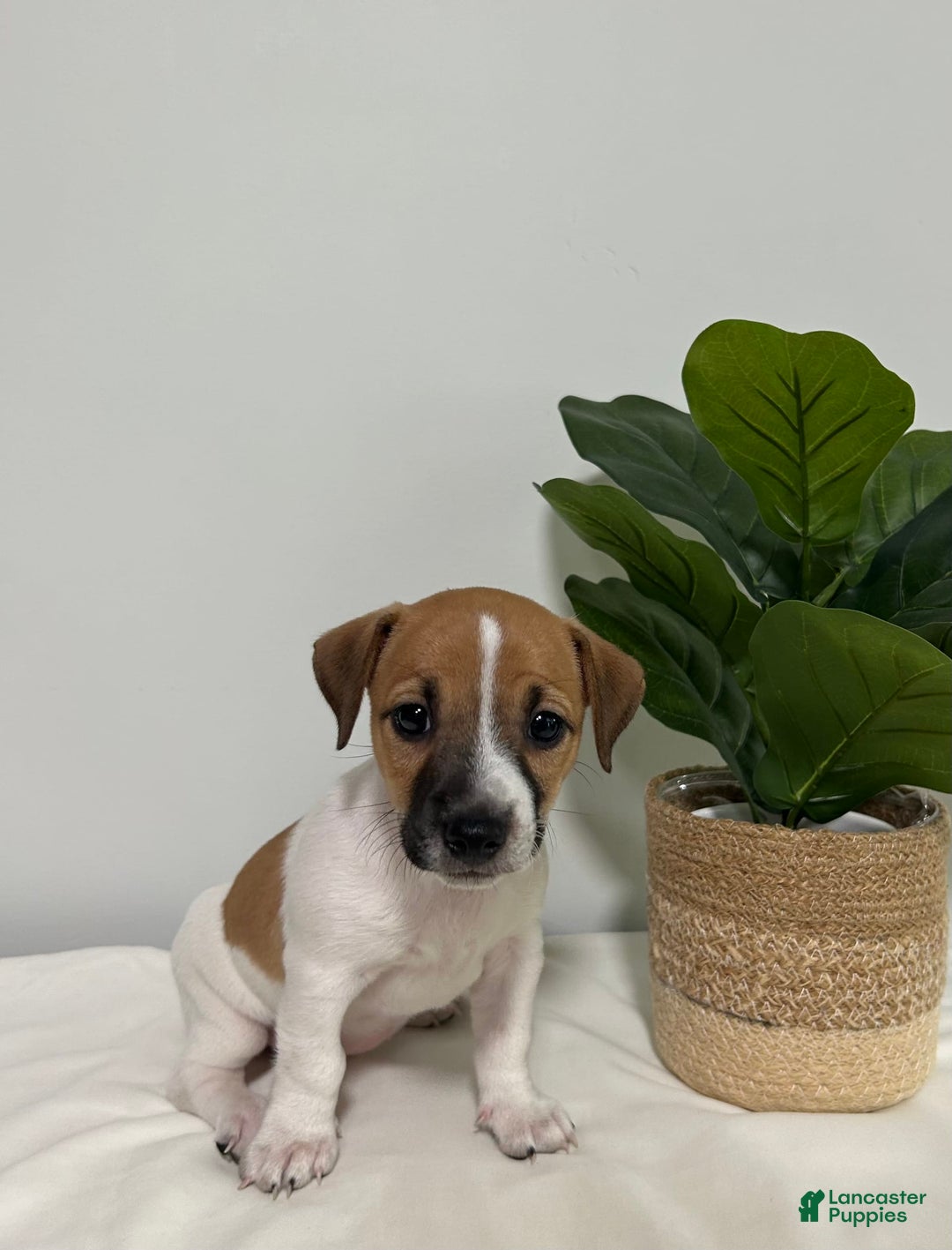 Jack Russell Terrier dogs for sale: Rose - Image 3