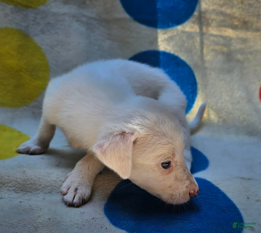 Border Collie dogs for sale: Hissy - Image 9