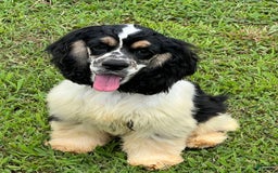 Cocker Spaniel dogs for sale: Curtis - Image 2