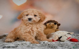 Bichpoo dogs for sale: Jessica - Image 11