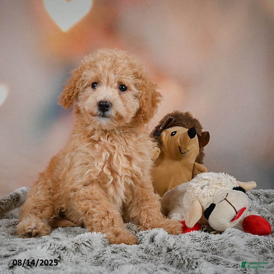 Bichpoo dogs for sale: Jessica - Image 11