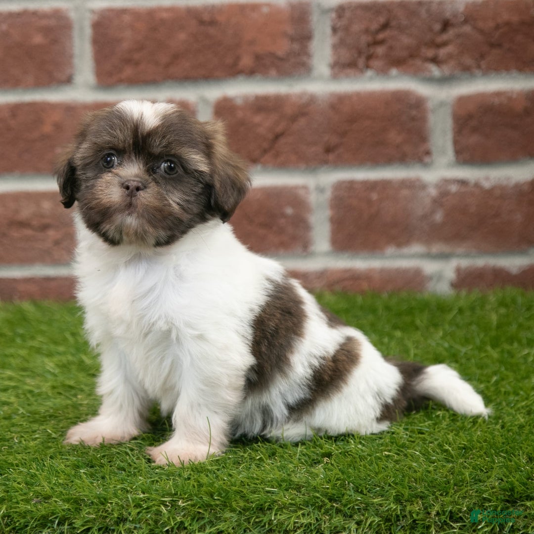 Shih Tzu dogs for sale: Sophia - Image 2