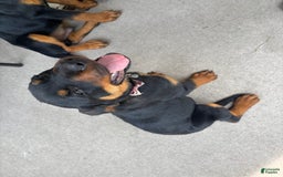 Rottweiler dogs for sale: Dahlia - Image 4