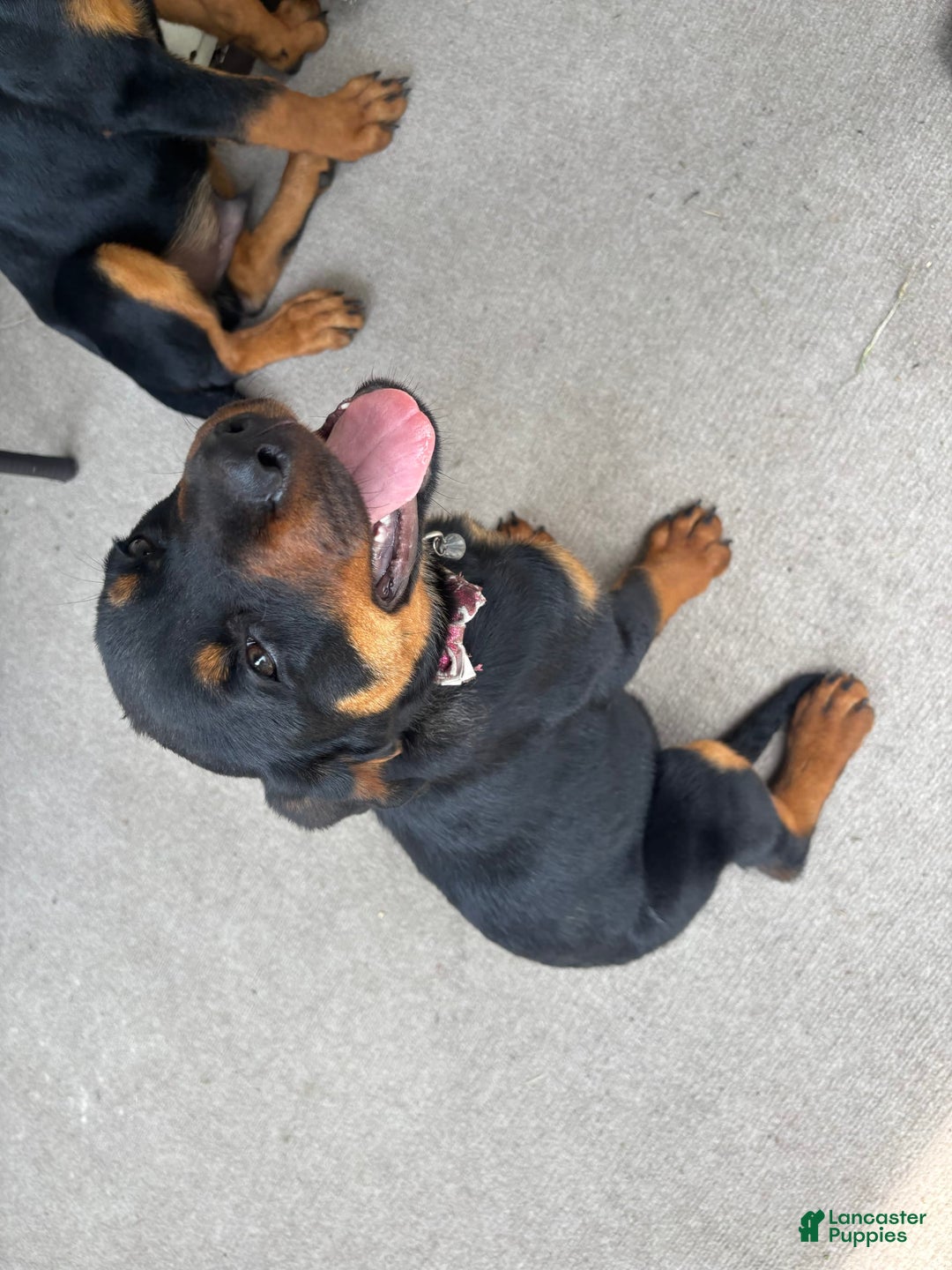 Rottweiler dogs for sale: Dahlia - Image 4