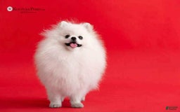 Pomeranian dogs for sale: Lola - Image 13