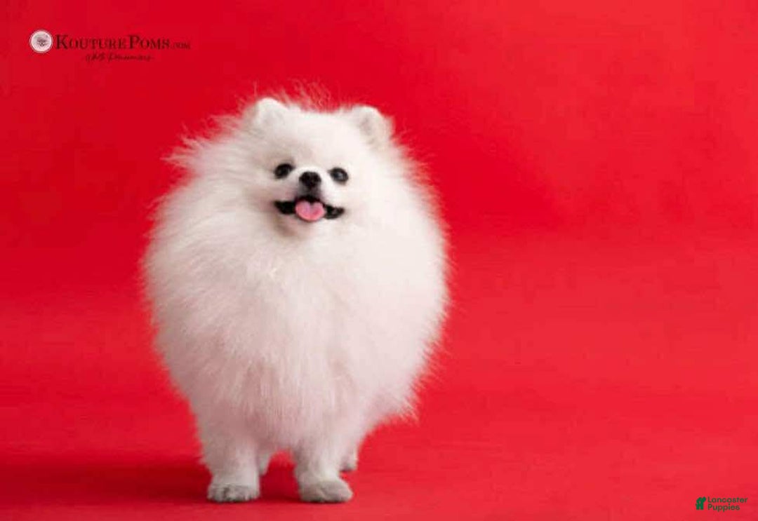 Pomeranian dogs for sale: Lola - Image 13