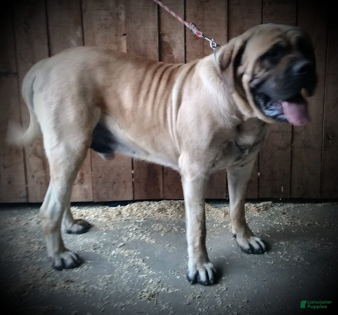 English Mastiff dogs for sale: Vance - Image 10