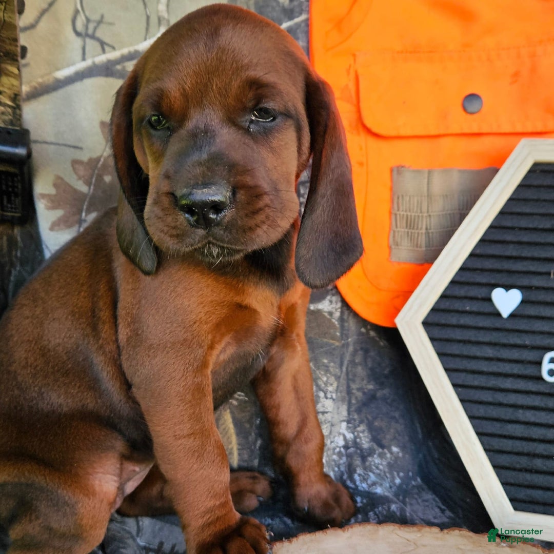 Redbone Coonhound dogs for sale: Roxy - Image 1