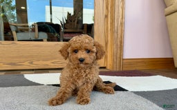 Cockapoo dogs for sale: Terrance - Image 5
