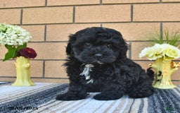 Shihpoo dogs for sale: Willie - Image 2