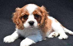 Cavalier King Charles Spaniel dogs for sale: Chase - Image 5