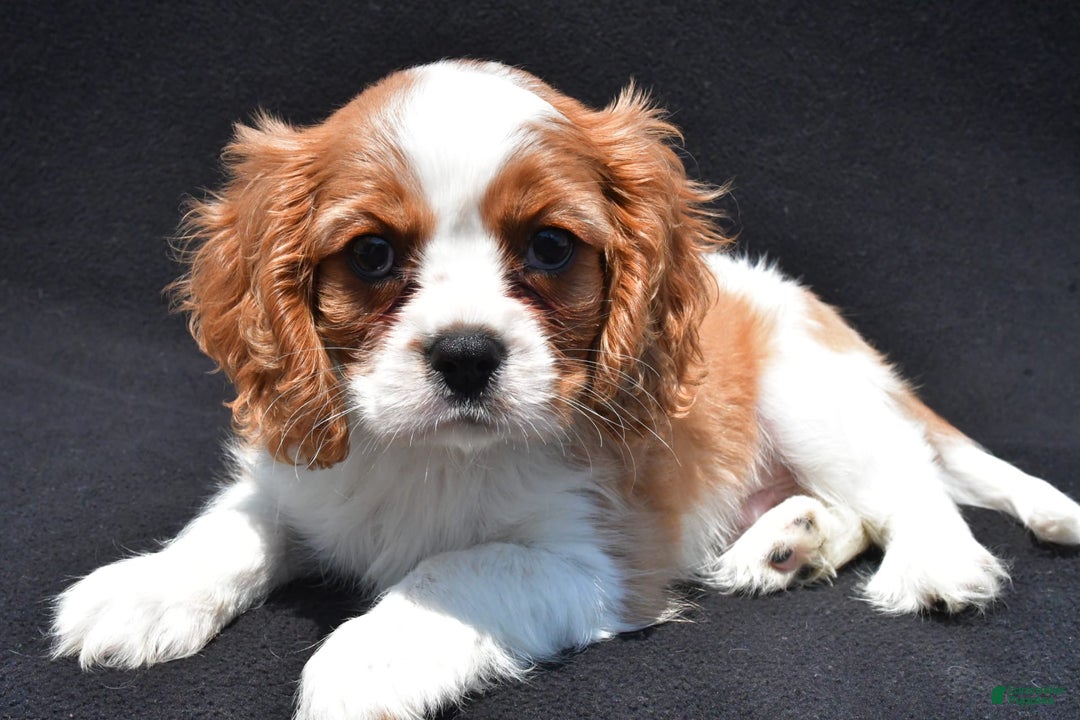 Cavalier King Charles Spaniel dogs for sale: Chase - Image 5