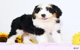 Mini Bernedoodle dogs for sale: Joy - Image 3