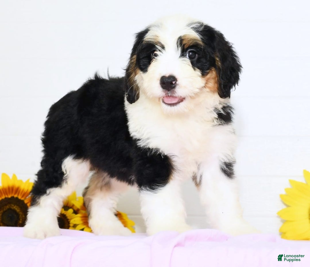Mini Bernedoodle dogs for sale: Joy - Image 3