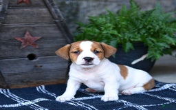 Jack Russell Terrier dogs for sale: Max - Image 2