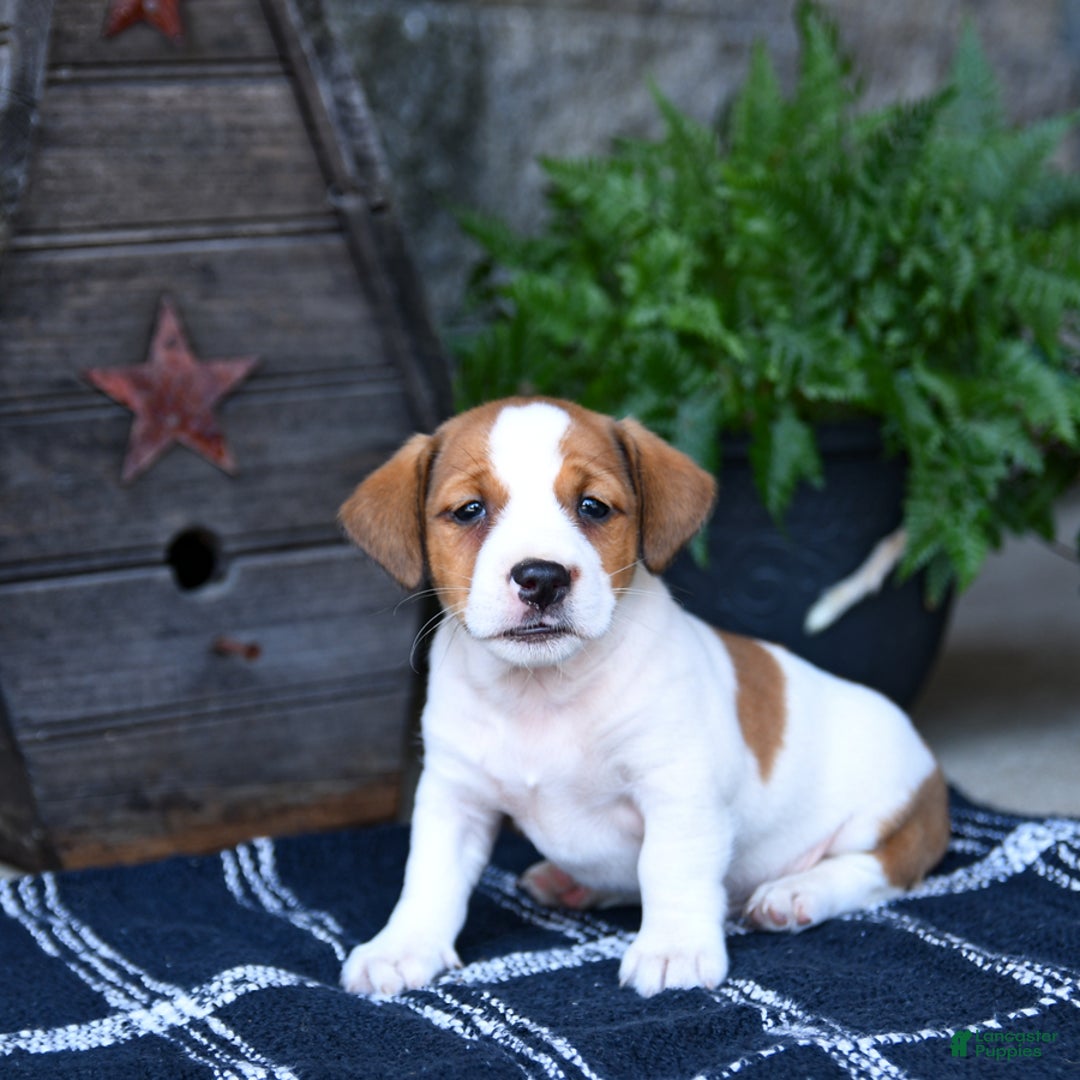 Jack Russell Terrier dogs for sale: Max - Image 2