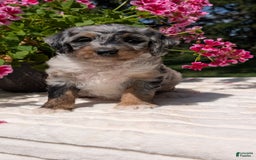 Mini Bernedoodle dogs for sale: Sage - Image 1