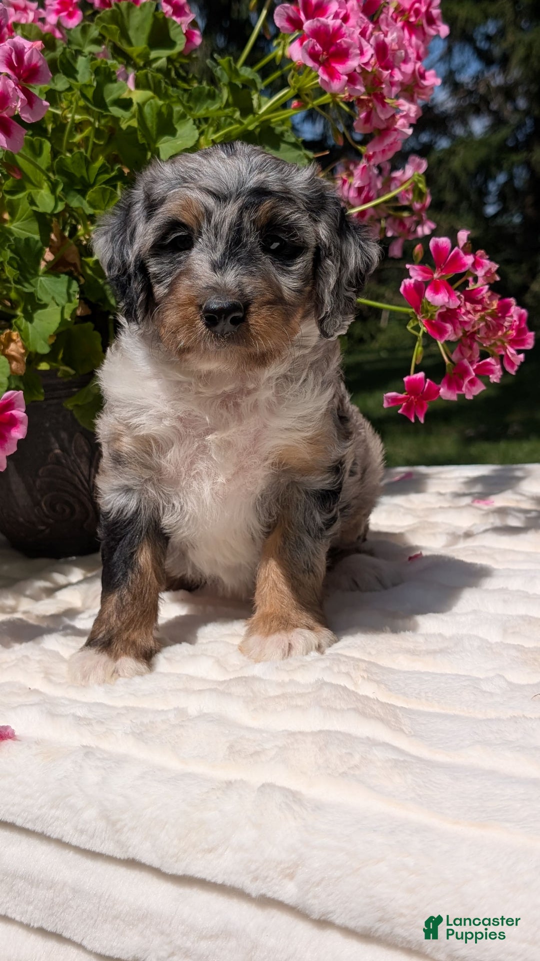 Mini Bernedoodle dogs for sale: Sage - Image 1