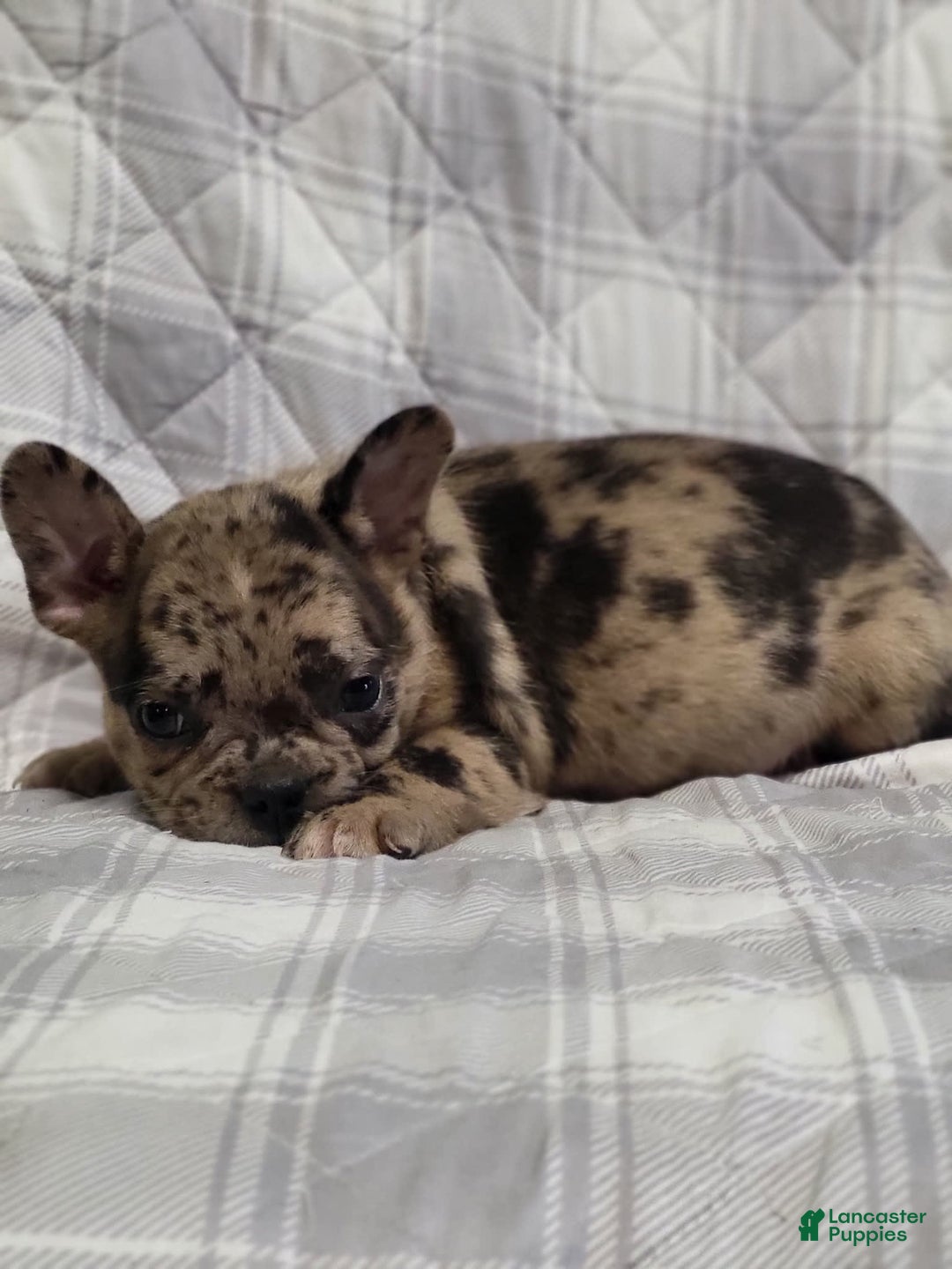 Frenchton dogs for sale: Pepper - Image 2