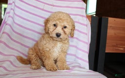 Cockapoo dogs for sale: Sunflower - Image 6