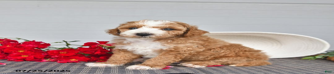 Poochy