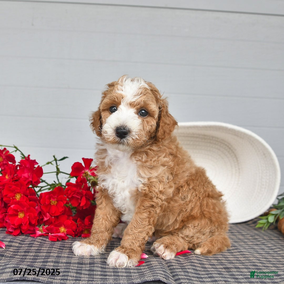 Toy Poodle dogs for sale: Poochy - Image 5