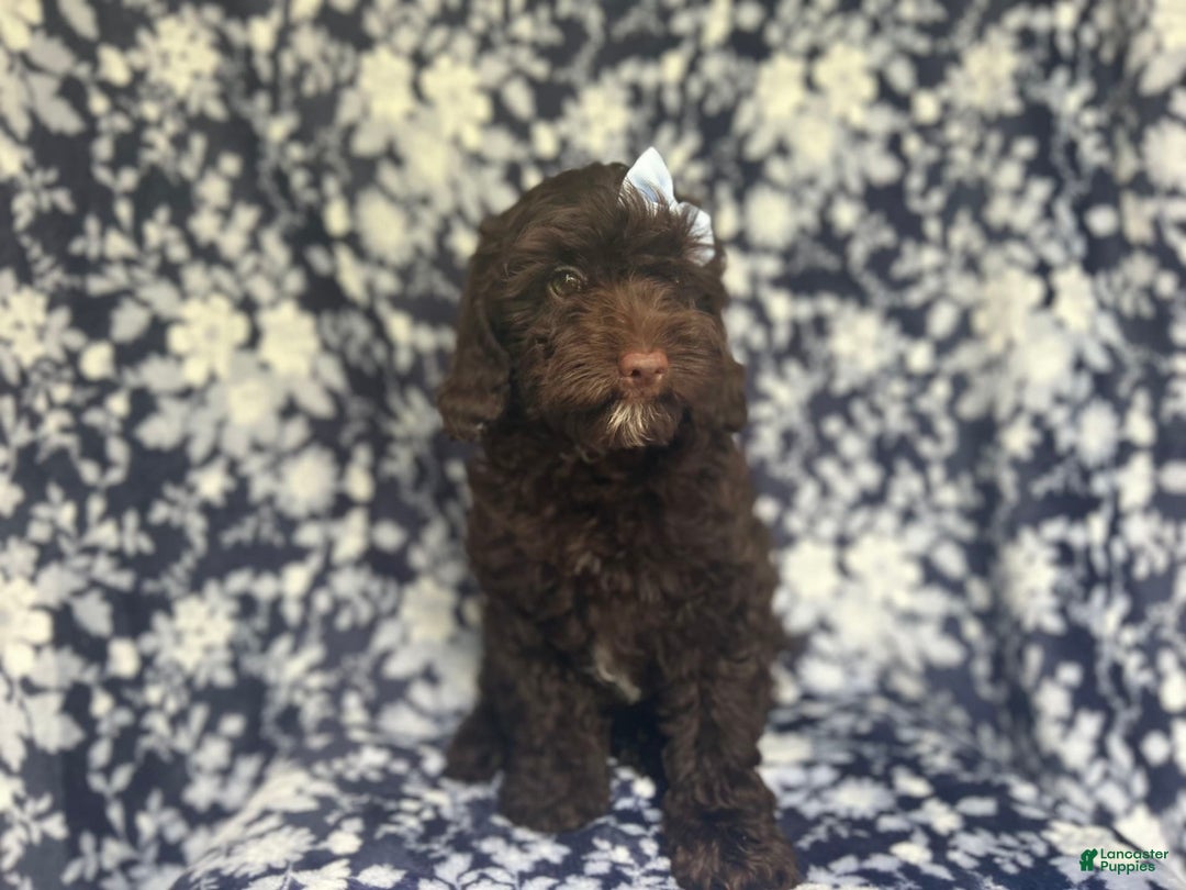 Cockapoo dogs for sale: Birdie - Image 3