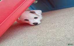 Pomsky dogs for sale: Luka Miles - Image 4