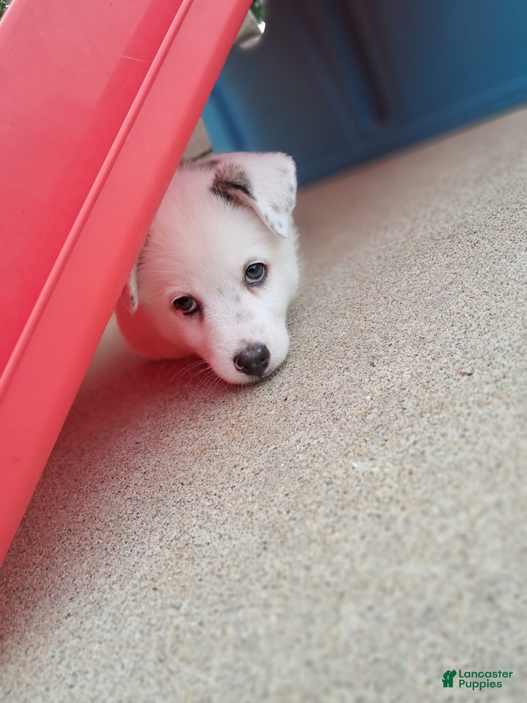 Pomsky dogs for sale: Luka Miles - Image 4