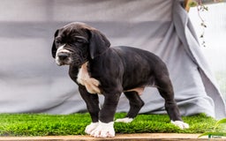 Great Dane dogs for sale: Trever - Image 2