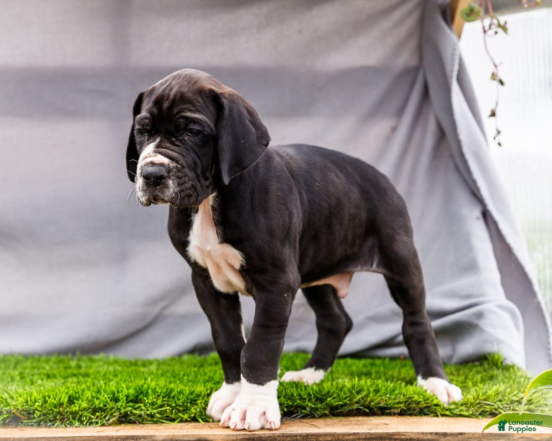 Great Dane dogs for sale: Trever - Image 2