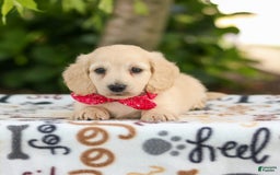 Miniature Dachshund dogs for sale: Tucker - Image 5