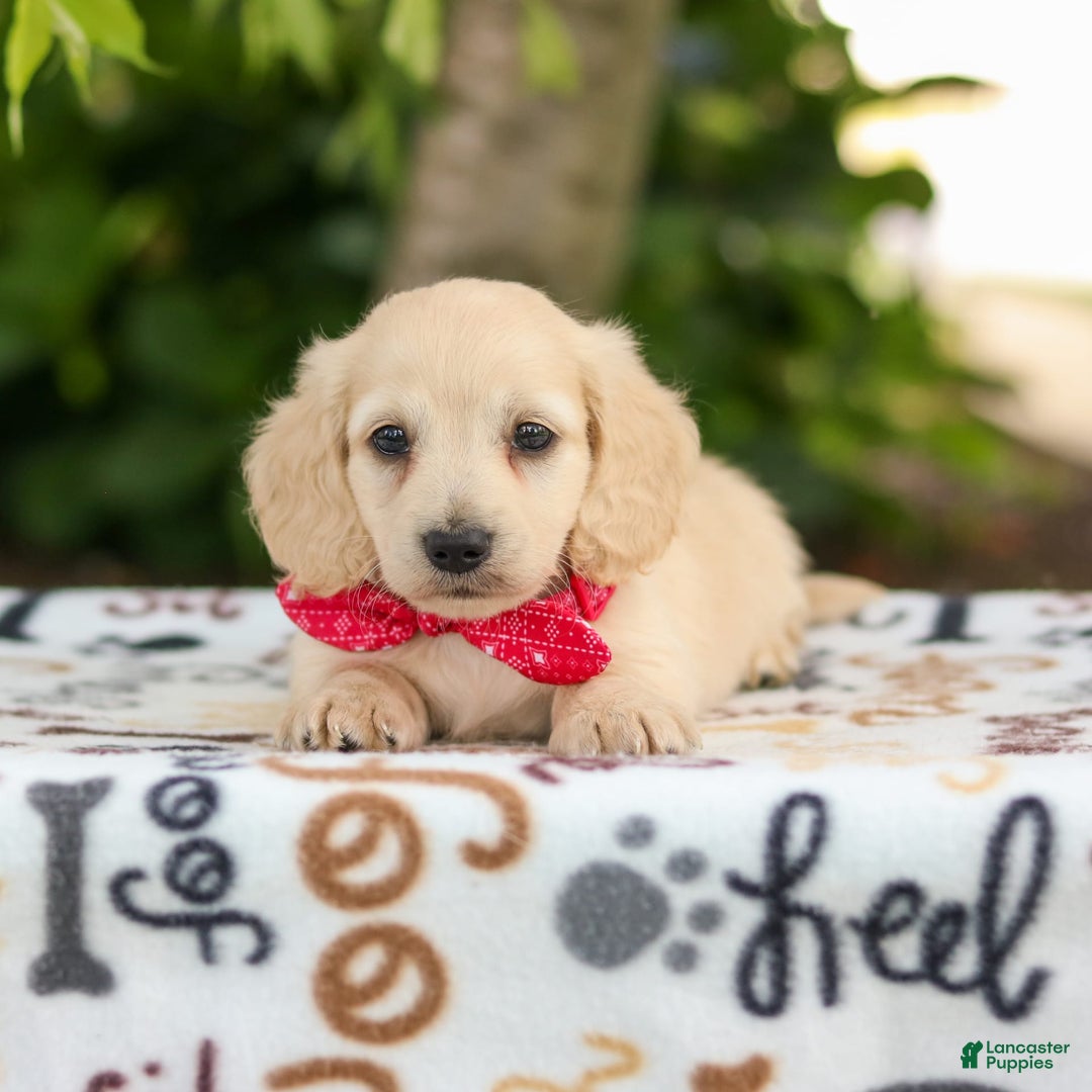 Miniature Dachshund dogs for sale: Tucker - Image 5