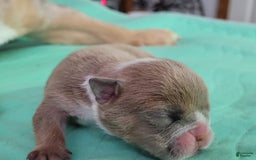 English Bulldog dogs for sale: Ozzy - Image 16