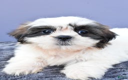 Shih Tzu dogs for sale: Uchenna - Image 2