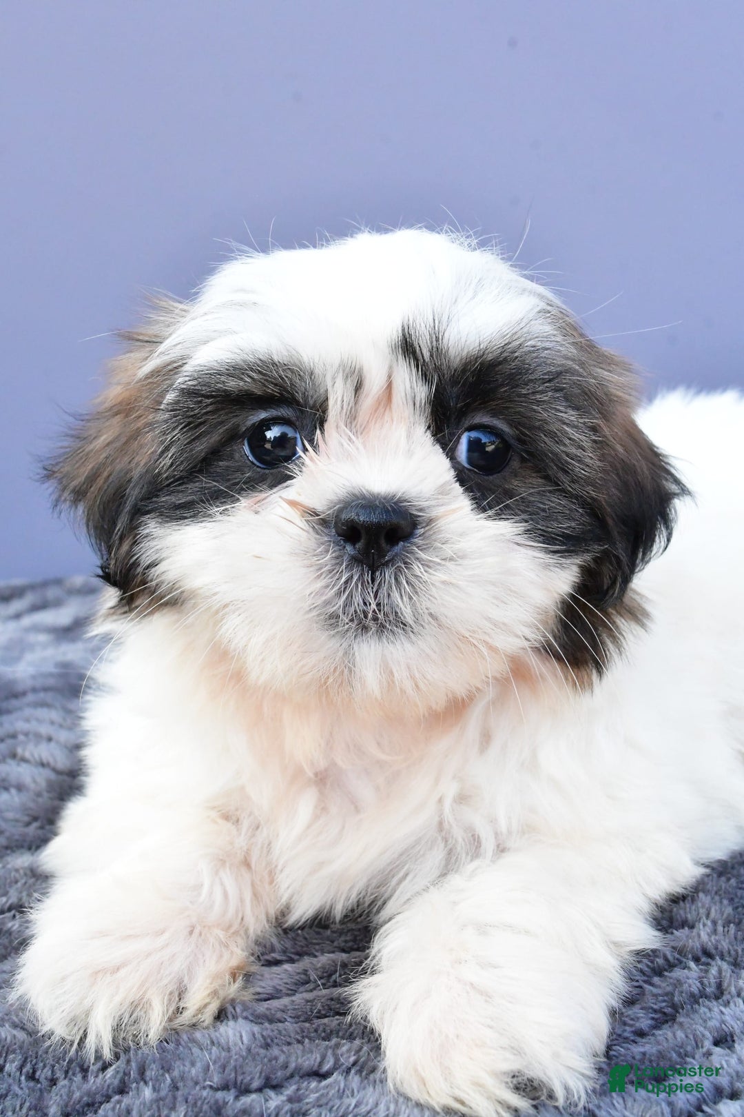 Shih Tzu dogs for sale: Uchenna - Image 2
