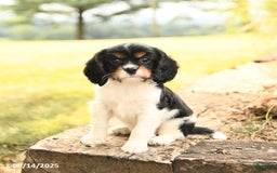 Cavalier King Charles Spaniel dogs for sale: Domino - Image 1