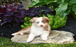 Miniature Australian Shepherd dogs for sale: Champion - Image 2