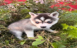 Alaskan Klee Kai dogs for sale: Blue Amy - Image 8