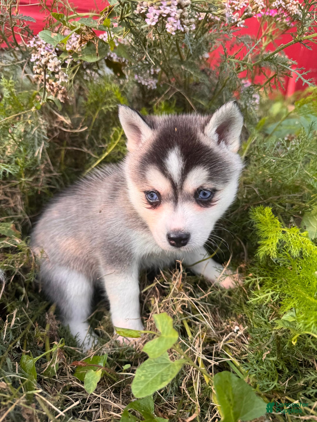 Alaskan Klee Kai dogs for sale: Blue Amy - Image 8