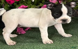 Boston Terrier dogs for sale: Dickie - Image 3
