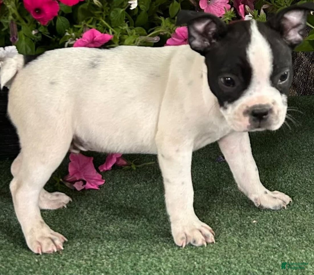 Boston Terrier dogs for sale: Dickie - Image 3