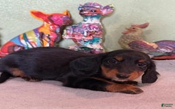 Miniature Dachshund dogs for sale: Gena - Image 2