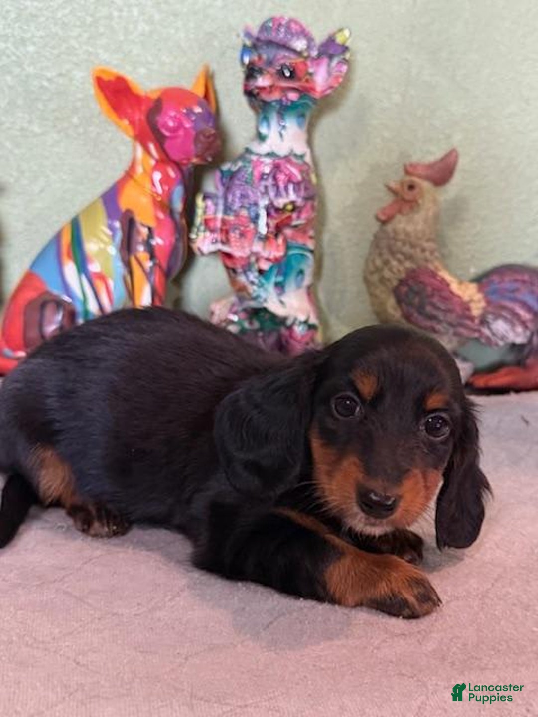 Miniature Dachshund dogs for sale: Gena - Image 2